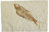 Fossil Fish (Knightia) - Green River Formation #233128-1